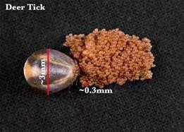 Hey , people Quit burning the purple eggs they ain't tick eggs gotta burn these ones instead.
Butch Lawson Probably an amphibian or something- definitely not tick eggs which look like: