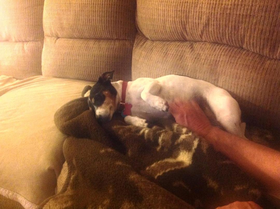Turkey Belly