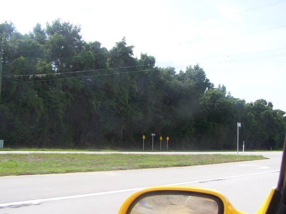 florida trees inland
