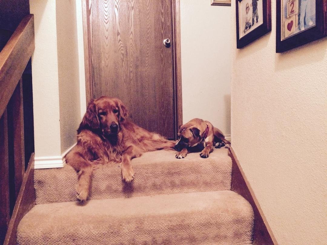 Duke and Zeke, waiting for bedtime treats