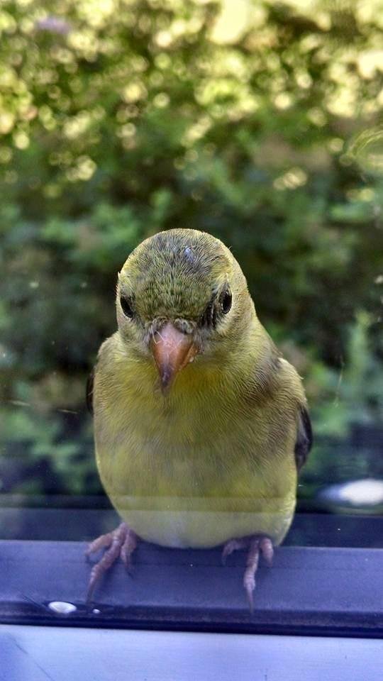 This little guy likes to perch on our front window sill.