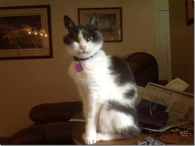 It is with much sadness that we say good-bye to one of our fur babies. Sacha became ours when my Mother passed away just over 15 years ago, which made her a little over 18 years old. Sacha was a Manx with an attitude, bu