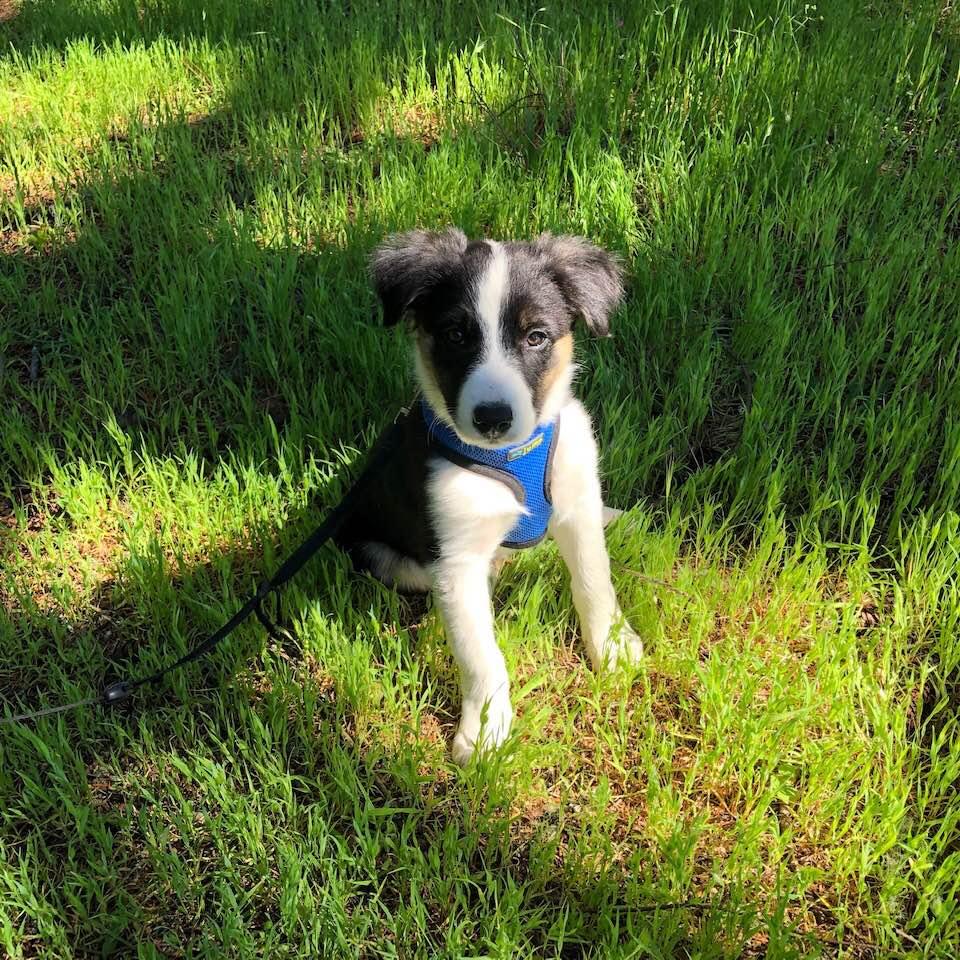Finnigan.....training is constant but only time will tell. Such a good looking dog.