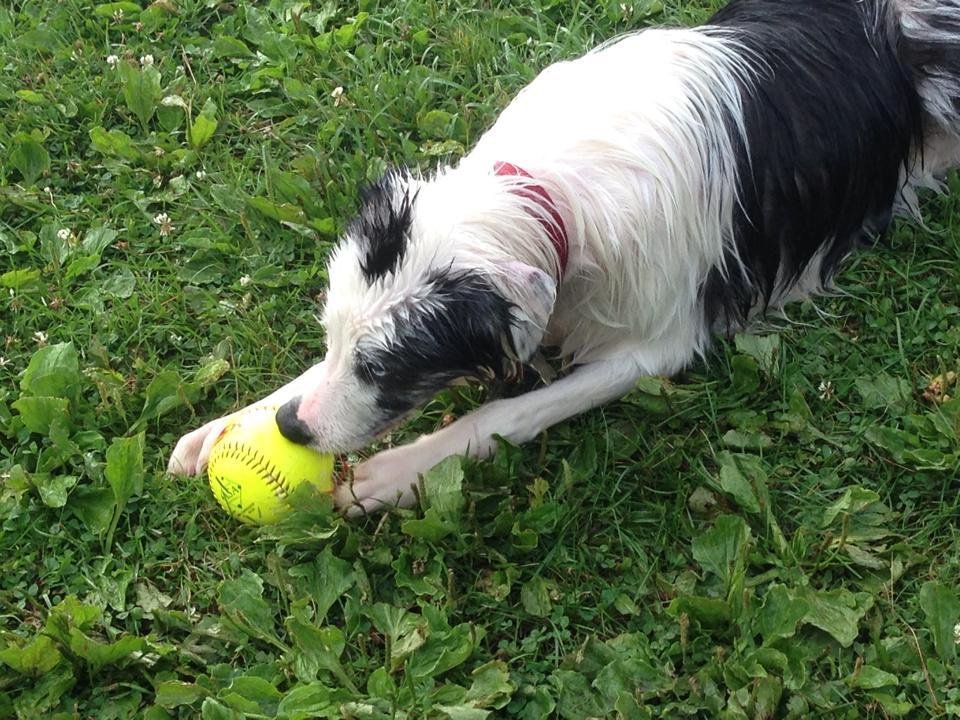 Devouring a stray softball...