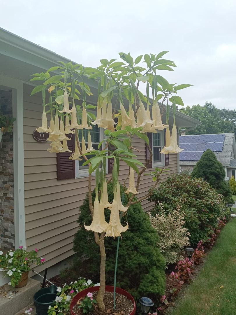 40 blossoms at once. Never more than a dozen at one time.