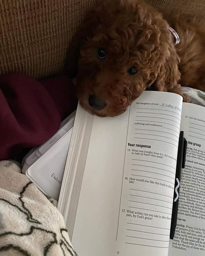 My new & 1st Great-Grandbaby Indie