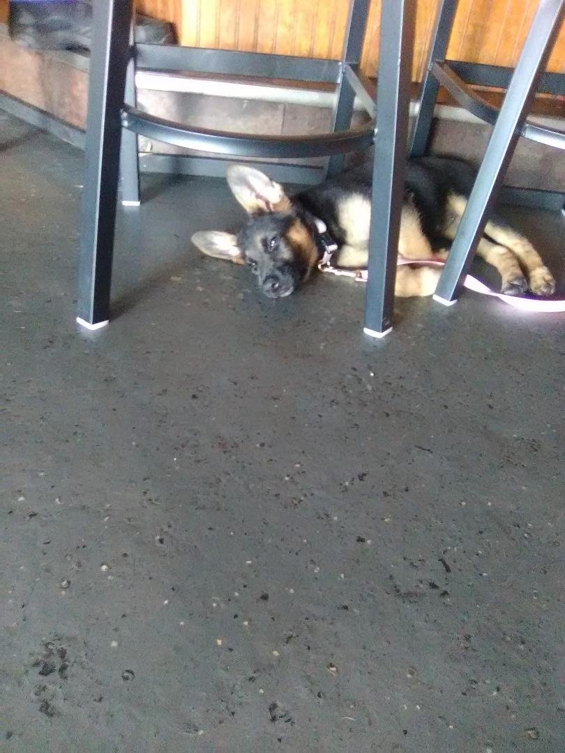 My new drinking buddy at the dawg house cute puppy