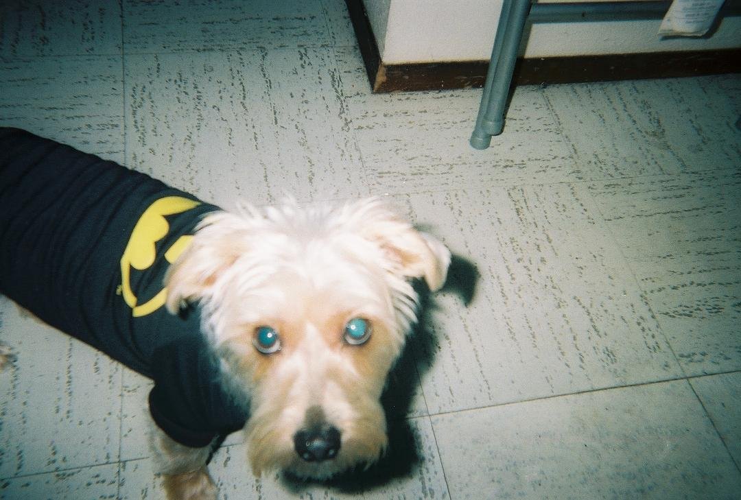 My dog Eddie he's a Yorkie
