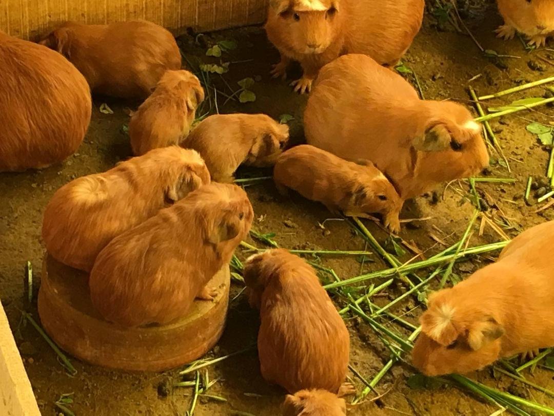 The greatest delicacy for a gourmet meal is roast guinea pig! This was taken at a "farm" that raises thousands for restaurants. It's called Cuy.