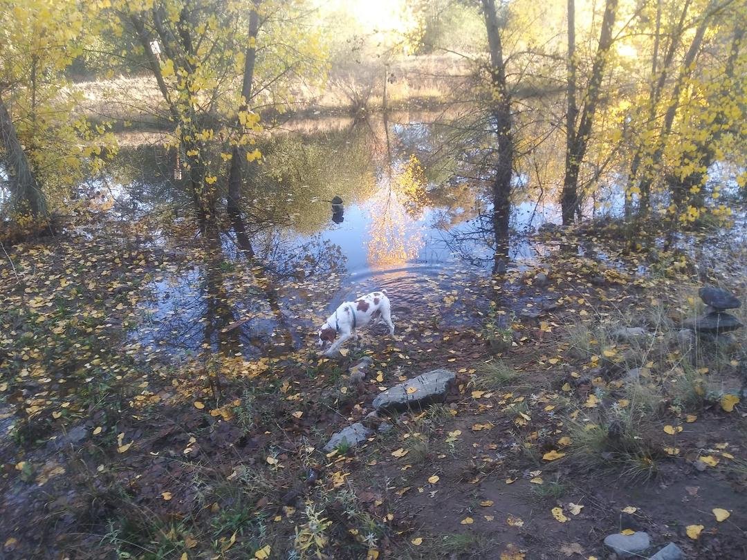 A perfect morning walking my dog at del paso park. Saw a couple deer.
