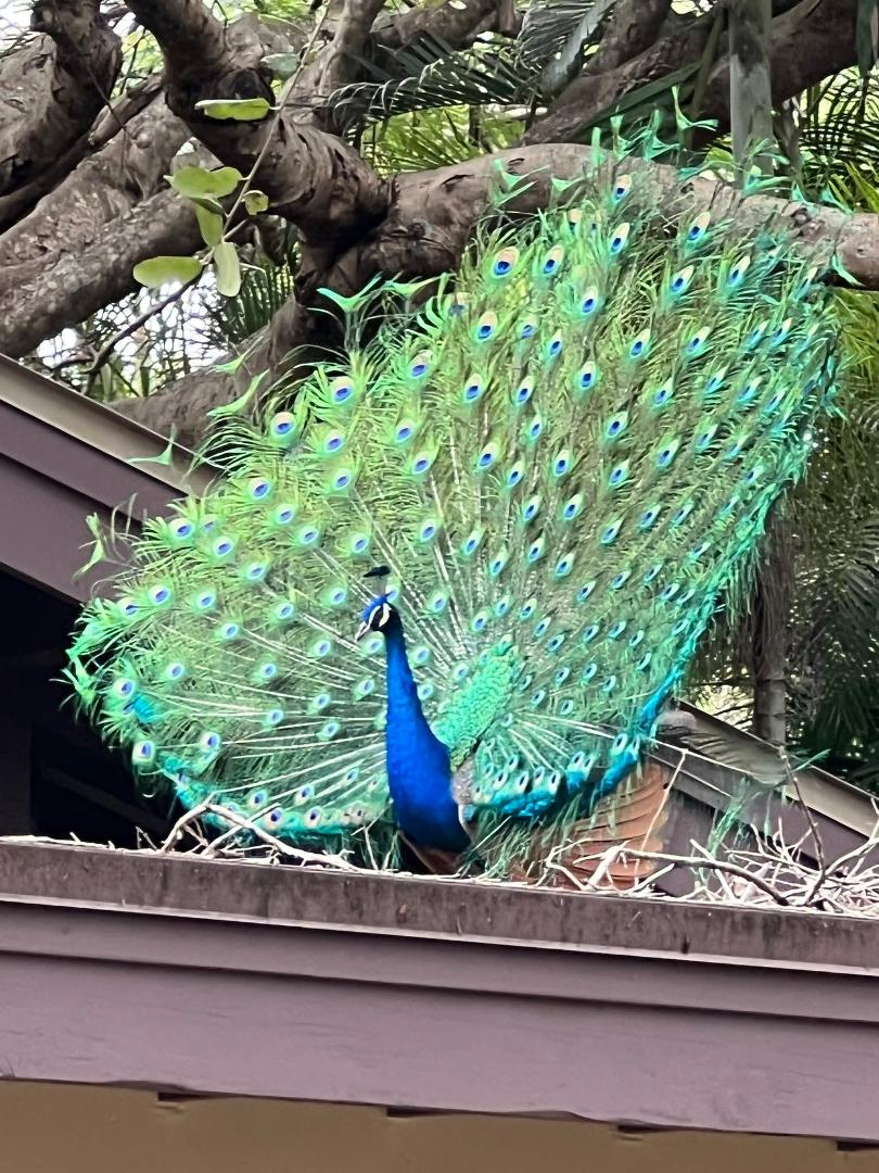 Spent a long Thanksgiving in South Florida. We saw all that that area provides in beauty and in 'not so much'...rain, rain, rain. My brother and sister-in-laws house in Miami showed us its beauty.