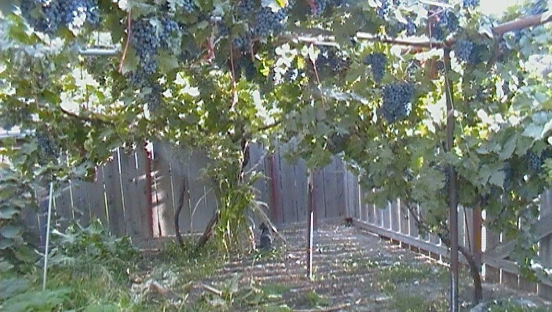 Mark Alves' album, Garden..