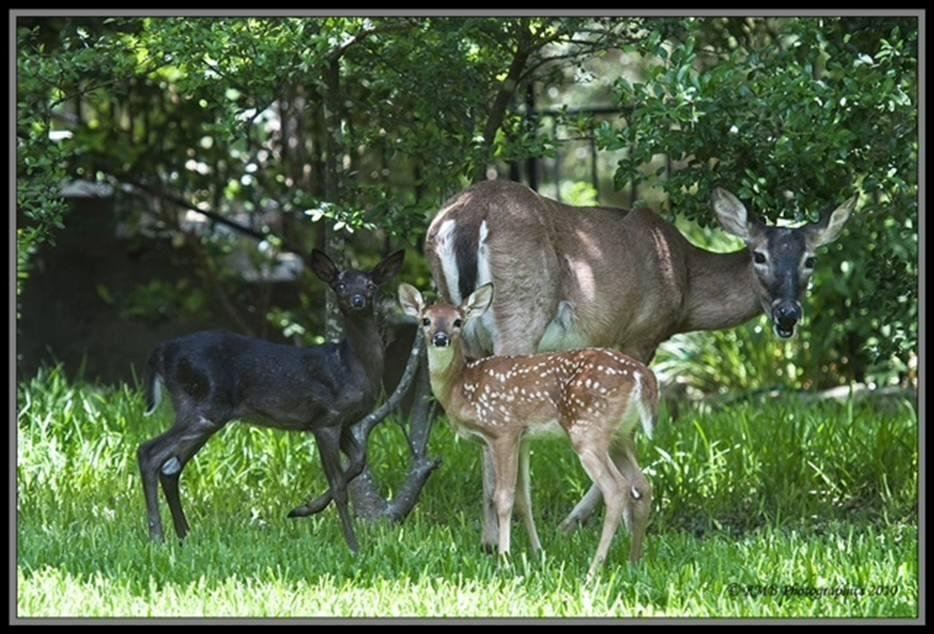 Well, this is a deer "of a different color"!! Anyone ever seen a black deer in the wild?