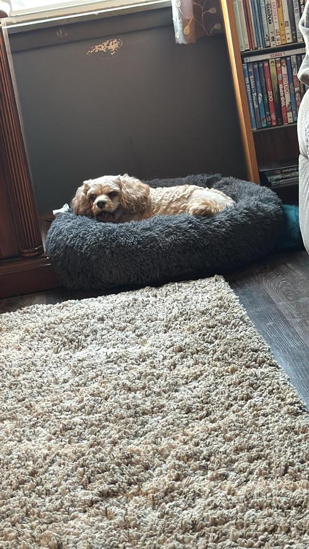 The amputation is done and she is home! She is walking around pretty well! I think she is taking it better than we are!
She just finished eating a bowl of chicken and rice! Good sign that she is ok!