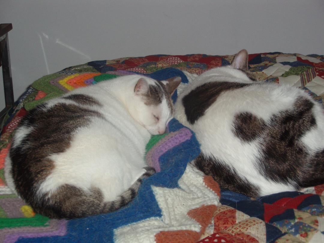 Today I found out Amy Freeze is leaving her weather position at ABC New York,  I will miss her and her big cat Saturdays.  We sent her photos of Paco and Jose a couple of times.