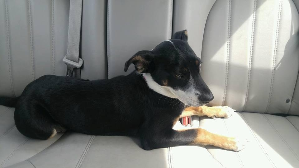 This is our new baby,Roxy. Just adopted her this morning.