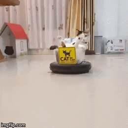 Diana, watch out for the kittie.