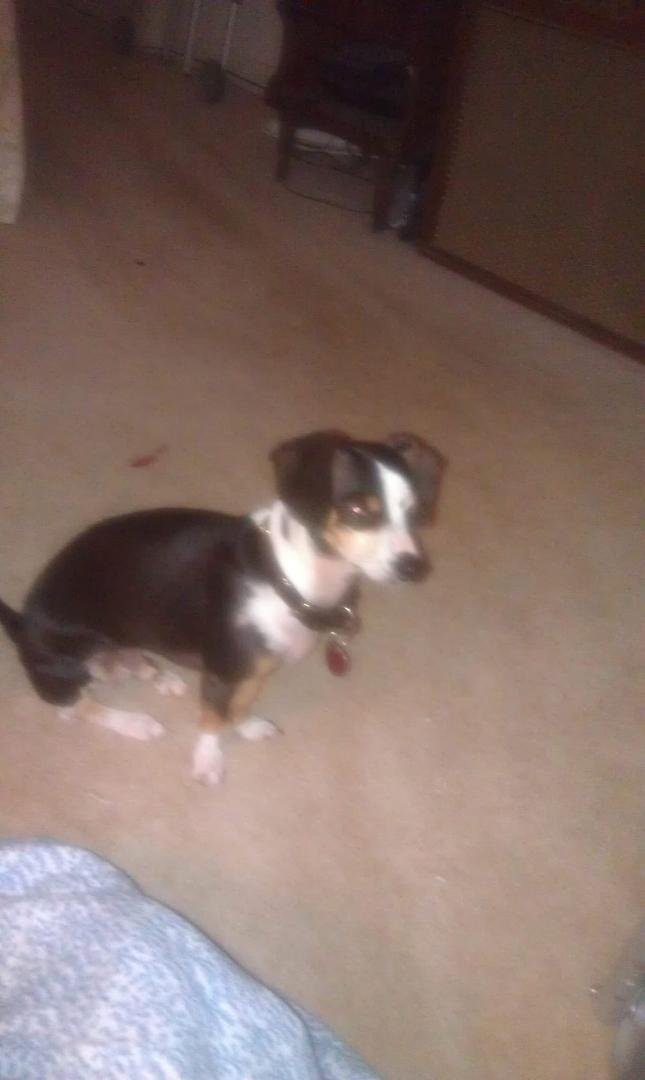 Dexter in 2013, his baby picture. He'll be 9 on the 4th of July, 2019.