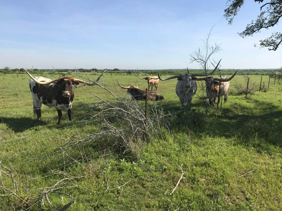 Neighbors came to visit on my gauging route this morning