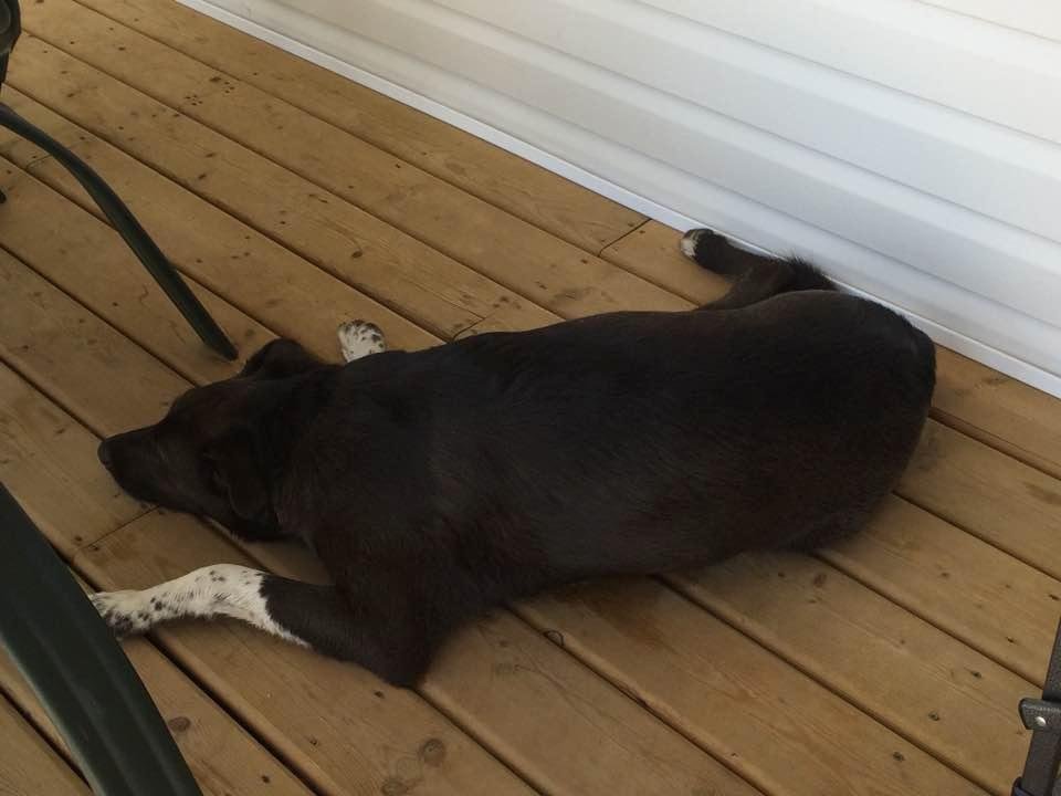 It is a dog's life at the lake.