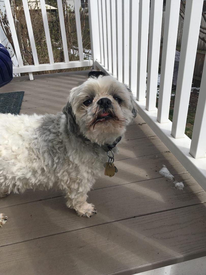 Mission Accomplished for Saturday:taxes done : thanks Carol - one dog groomed - and some house cleaning - nap - then grocery shop - then pizza !