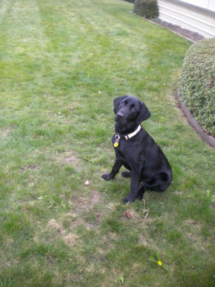 J DENISE GRAHAM's album, PORTER AFTER PUPPY BOOT CAMP