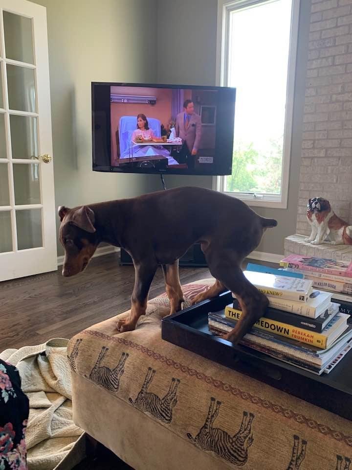 He thinks he is a cat!