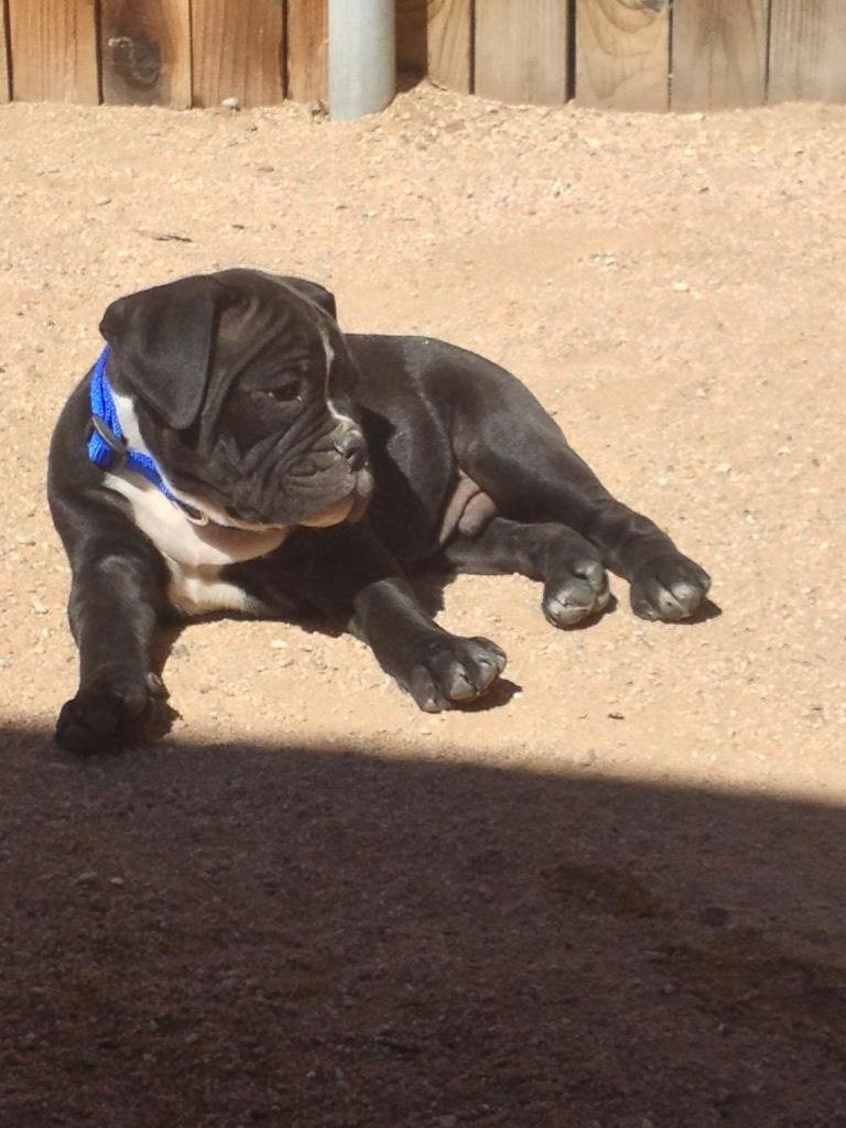 I would like to introduce COOPER our newest grand puppy AWWWW