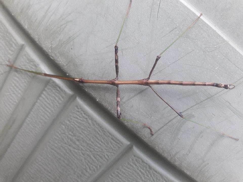 Walking stick Greg saw on Mrs cooks trash shed the other night. Cool.