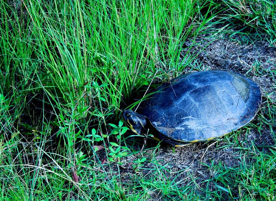 After a pretty good thunderstorm today this fellow showed up in the very back of our lot. He was on the large size and not at all happy to get his picture taken. I probably should have had a longer lens b/c to get this sh