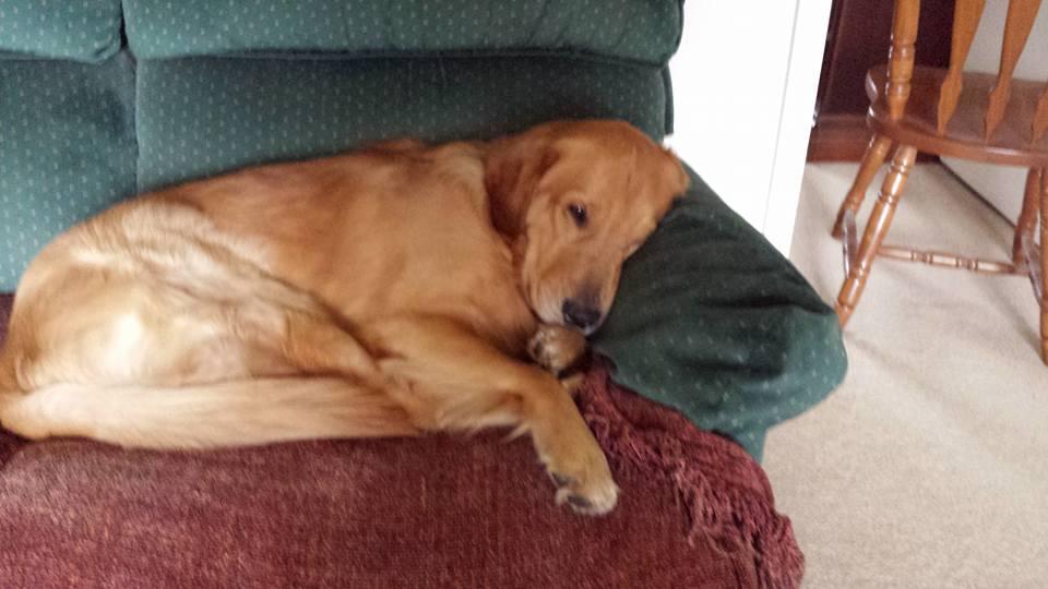 My lil' cutie pie at rest after a nice walk.