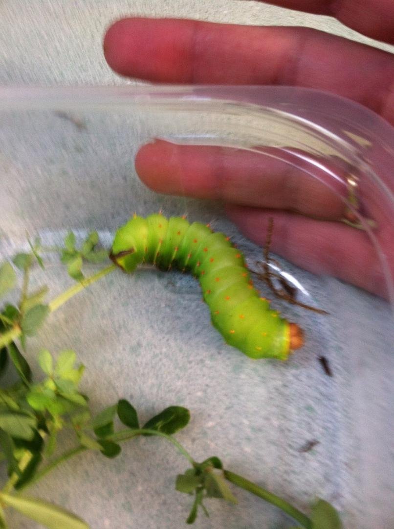 I just found this caterpillar on my front lawn. Does anyone know what kind? It's a big bugger - at least 2 inches long.