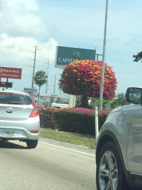 Florida Botanical