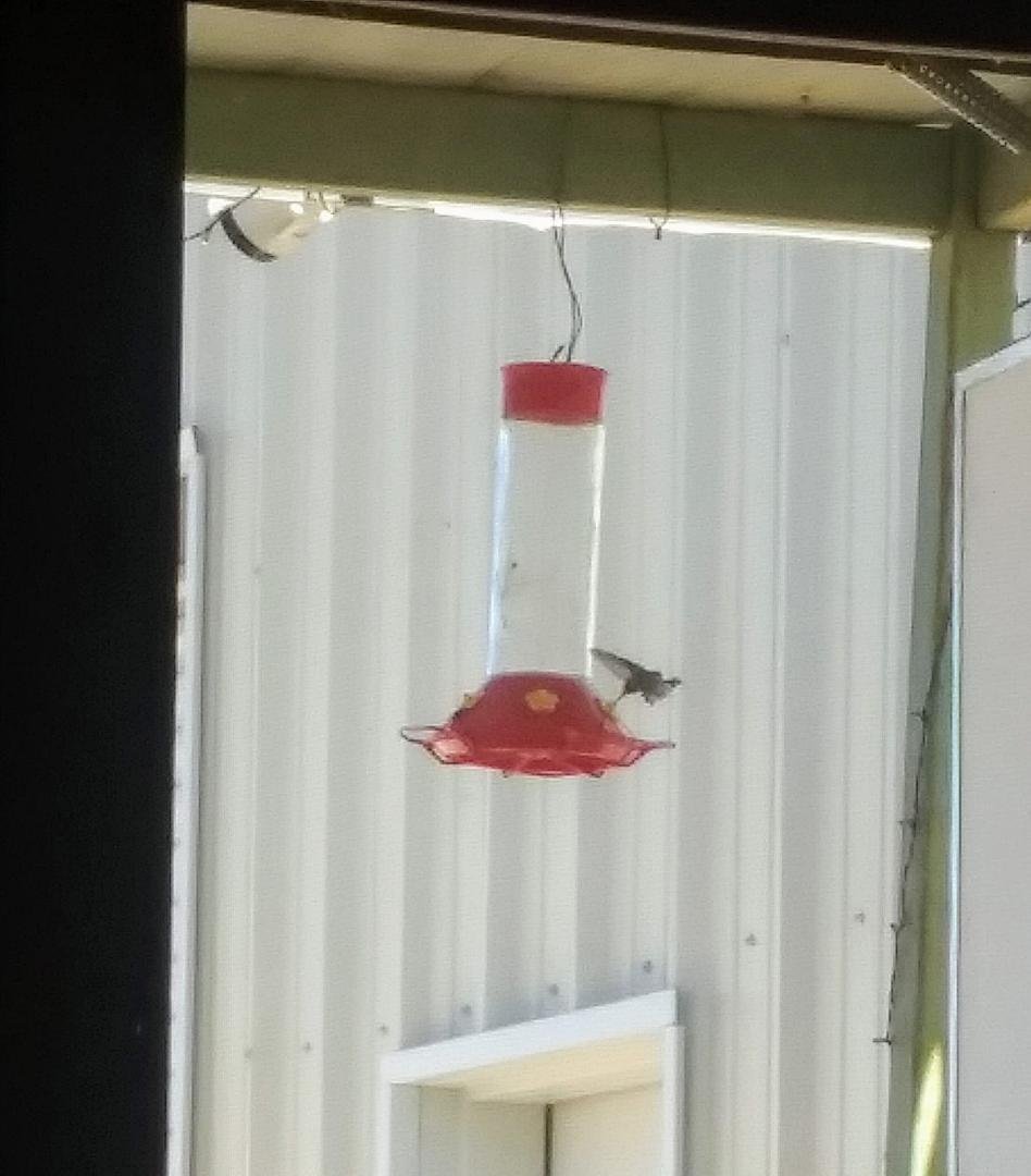 Hummingbird hanging out on our porch