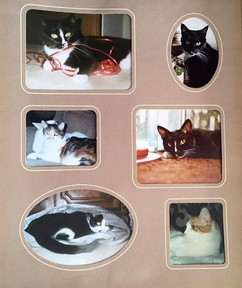 I was looking at my “On This Day” posts today and saw that my cover photo three years ago was of our cat Pip who had passed the day before. Losing him was very tough on both of us. He was an amazing cat!
Seeing that phot