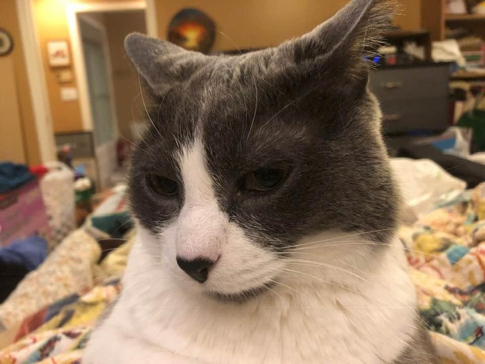 Oliver helping me read a book.