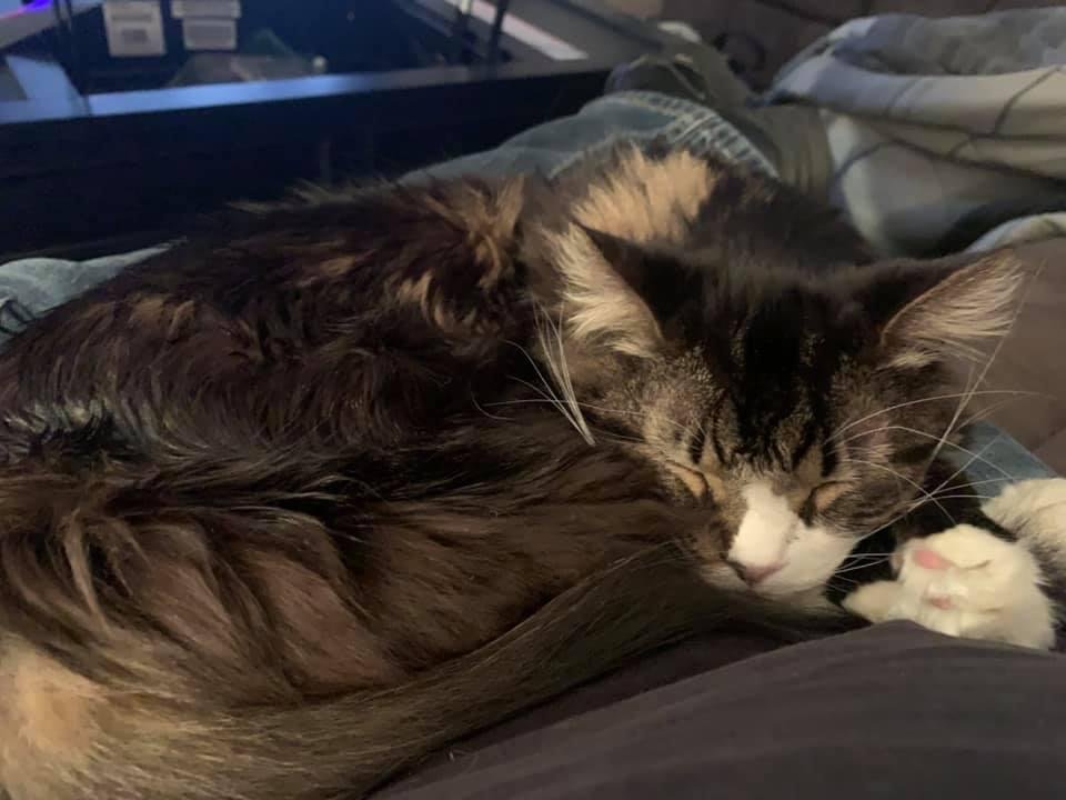 Cat sleeping on he lap is a great way to end the day!!!