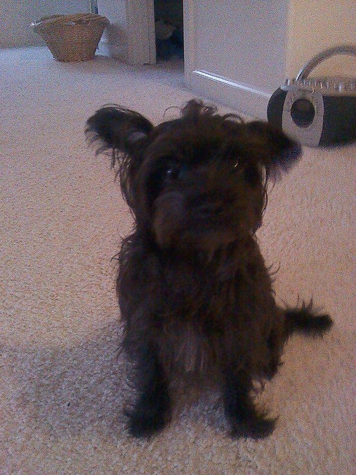 MY LITTLE BABY WHEN SHE WAS A PUPPY.🥰🥰🥰🥰