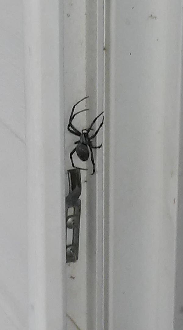 Say hello to my little friend. 😕 so not what i wanted to see when opening my back door. Definitely a dead one now though.😏