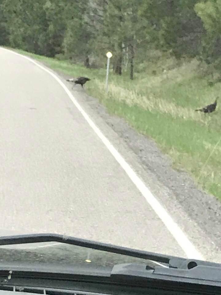 Turkeys!