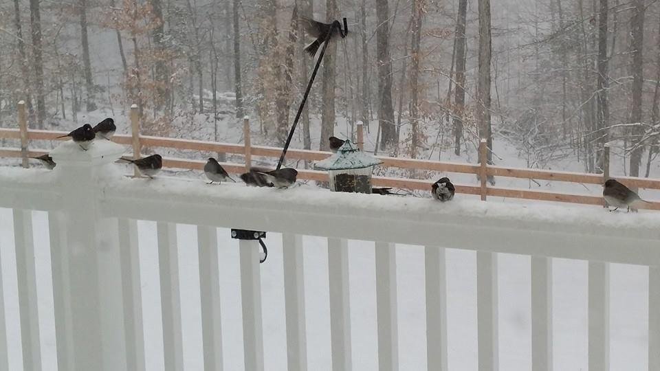Hungry birds at feeder during recent snow storm.