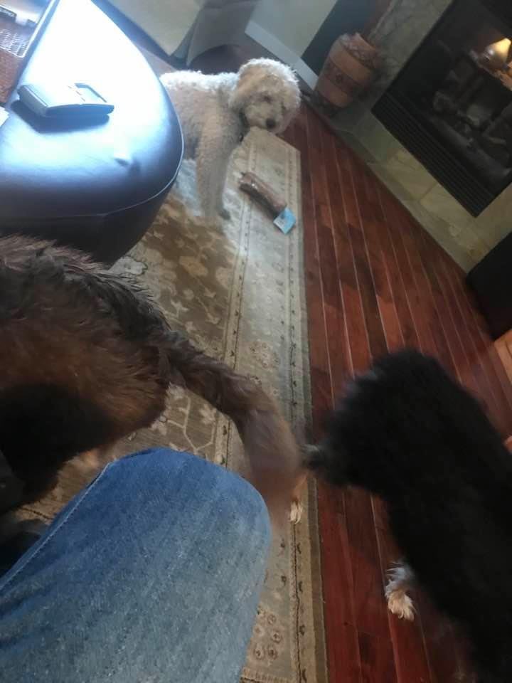 Three dogs on the only rainy day of the year. I had to tell Judy she couldn’t spend the whole day in the bedroom with the door closed.