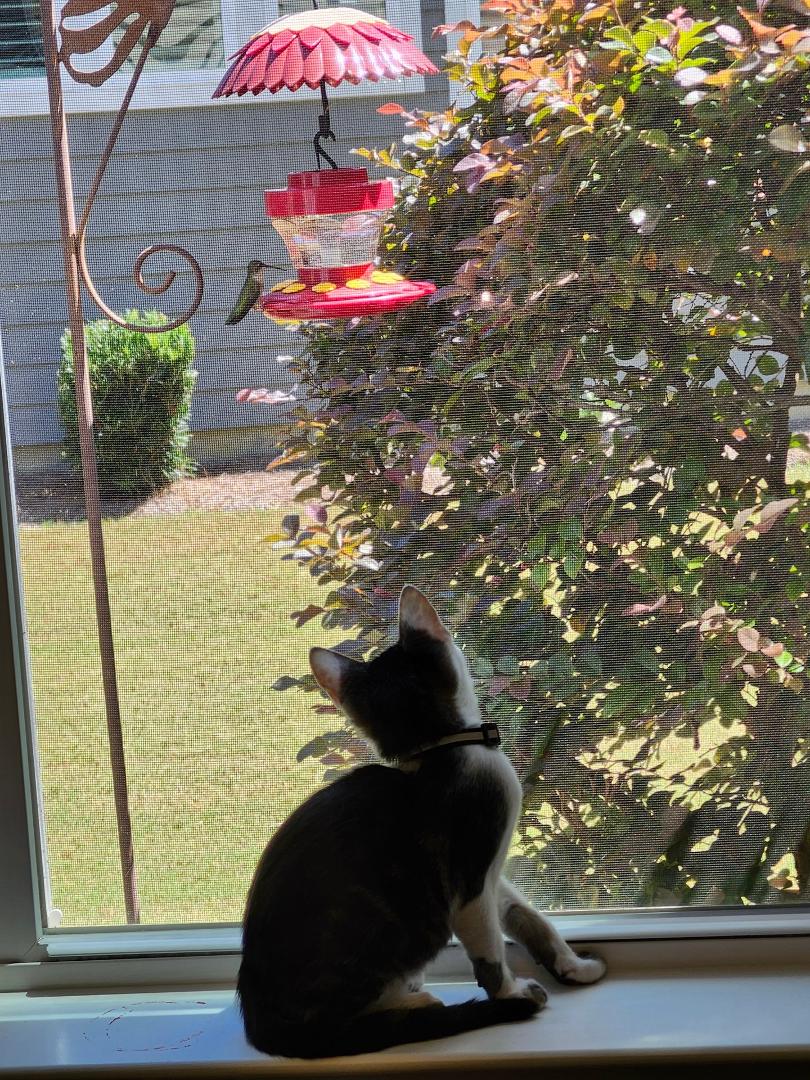 Birdie!