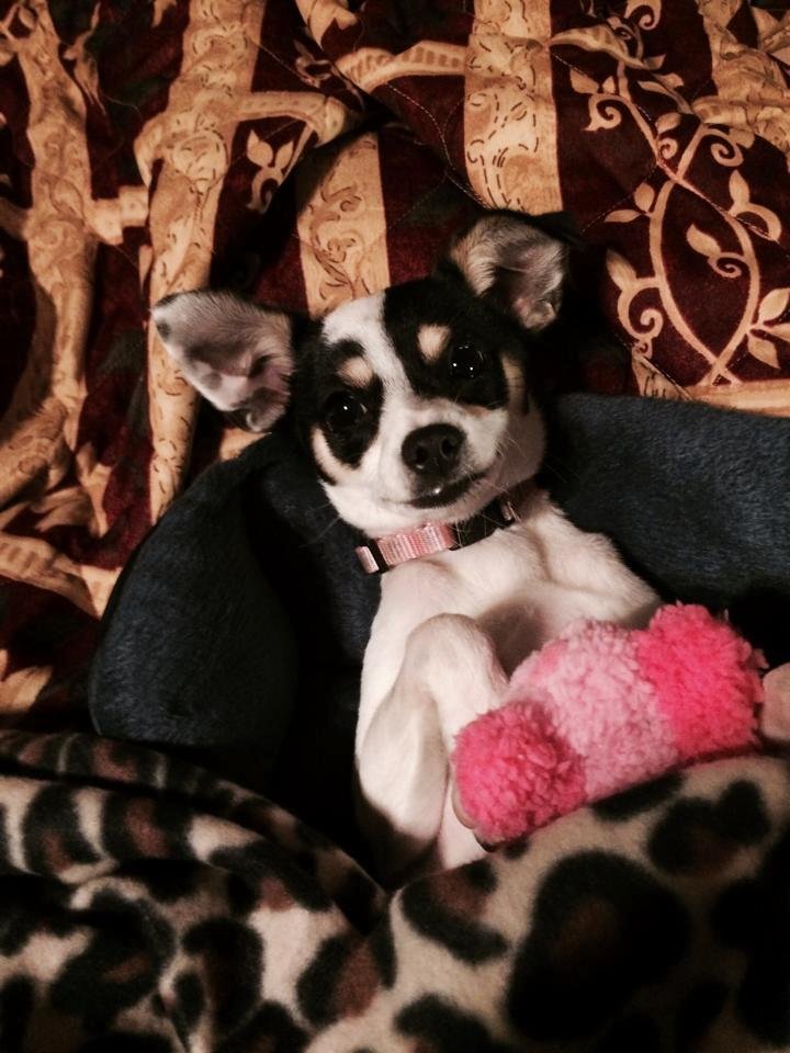 Our new baby girl,Lola