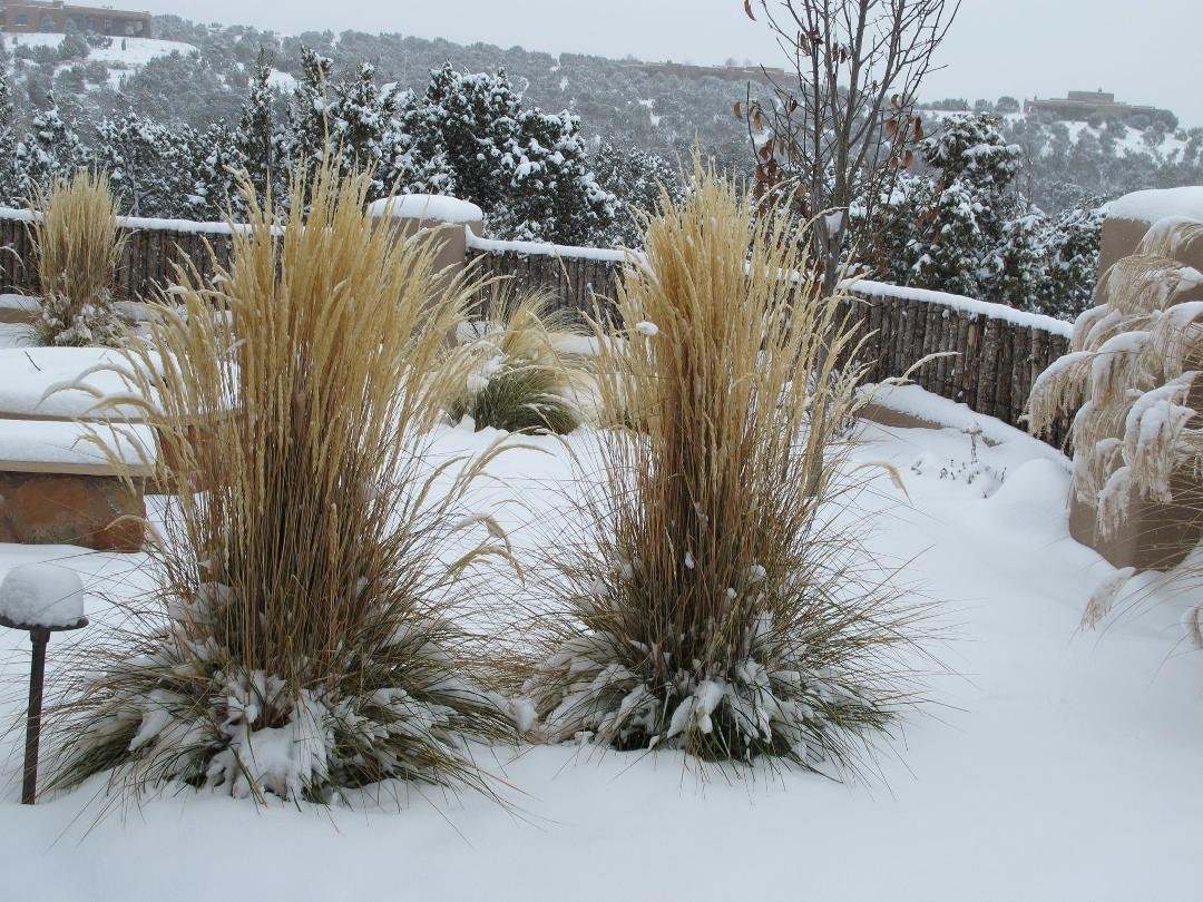 Our Yard, Dec. 5, 2011