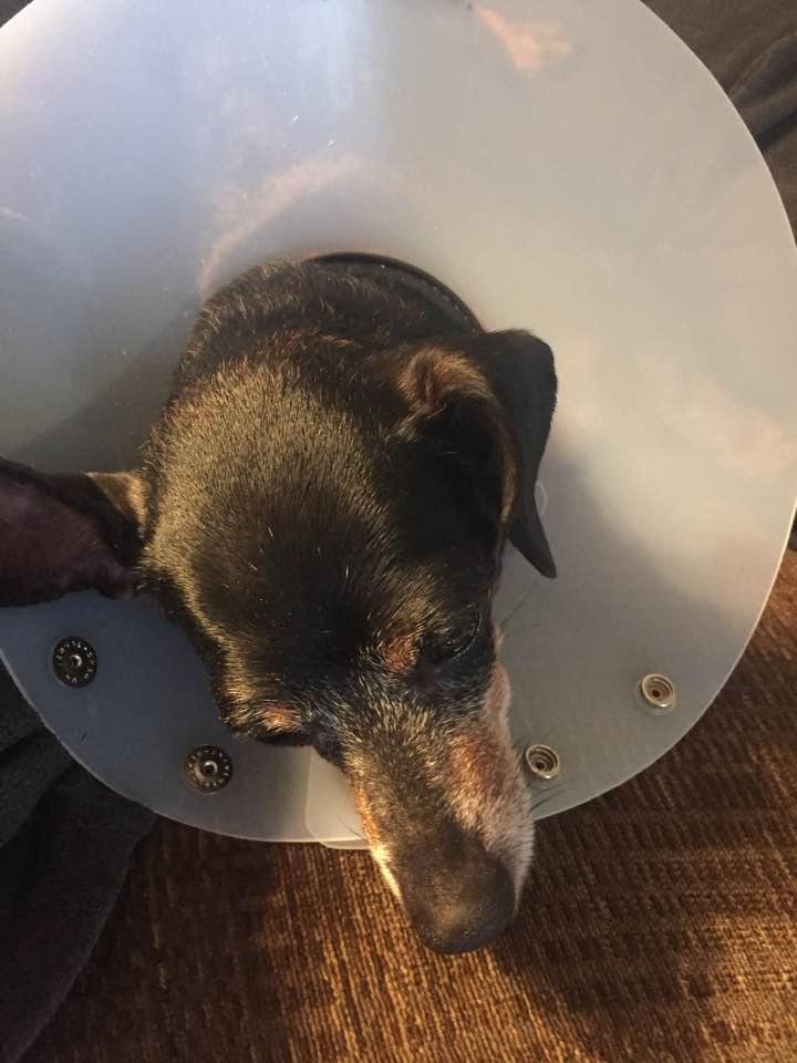 Poor Sassy, 6 teeth pulled and removal of tumor from hind leg. Have to wait till next week to see if tumor is beyond a stage one. She is a tough little Dachshund.