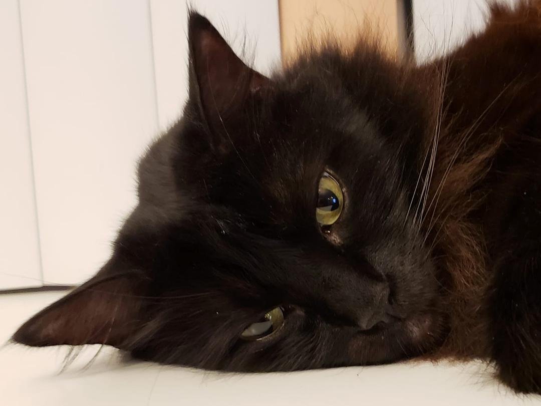 H.P. is stretched out on this shelf, within an easy claw's reach of my head, in the easy chair where I sit. He watches. He is on point. His rapt gaze means business and his body language suggests he has all the time in the