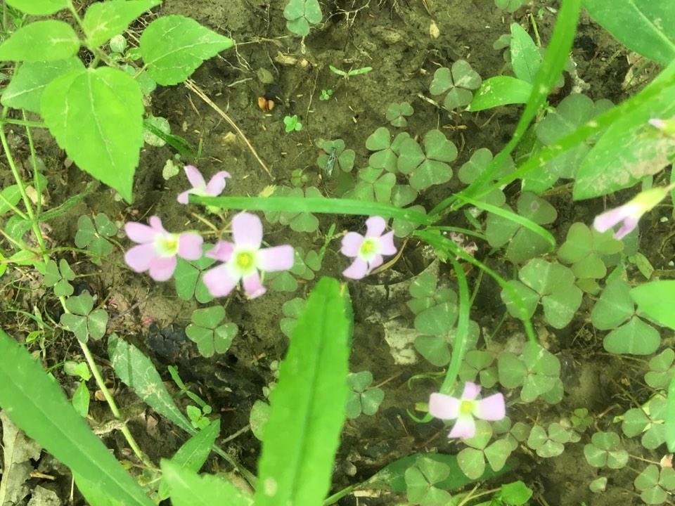 Violet wood sorrel