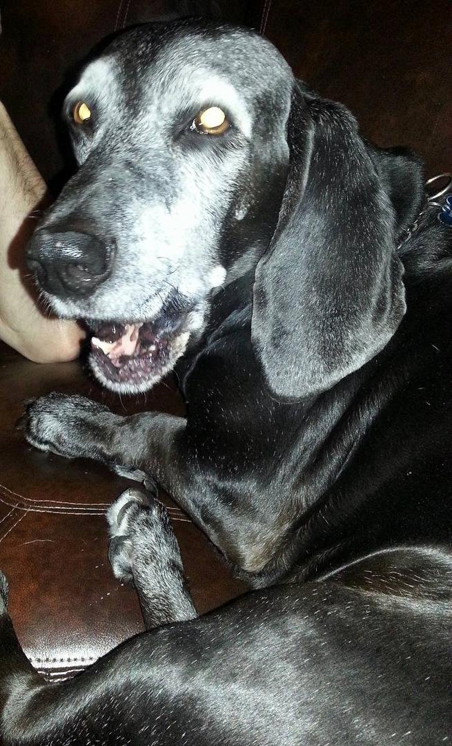 And then there's this guy...my Parker! A frosted face for sure. Love this boy!