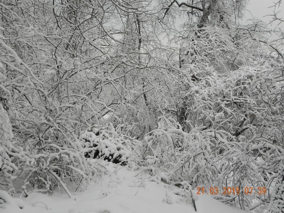 Frederick Everson's album, First day of Spring -- Keyport NJ